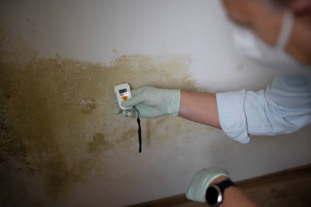 Best White Mold Remediation in Paynesville, MN