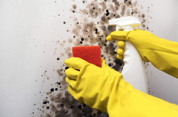 Best Basement Mold Remediation in Paynesville, MN
