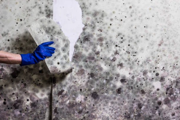 Best Mold Testing and Inspection Services in Paynesville, MN