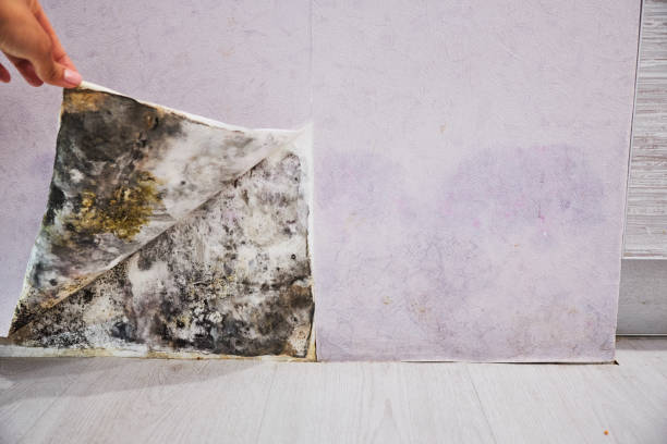 Best Black Mold Remediation in Paynesville, MN